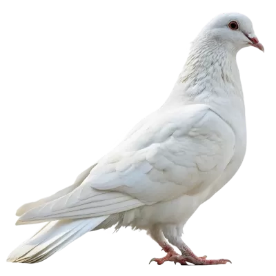 Imagen PNG para descargar